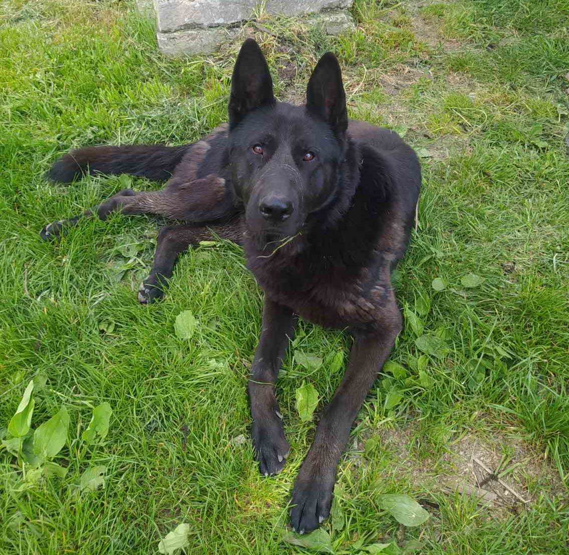 Охоронець гідропоста - пес на ім’я  Рекс